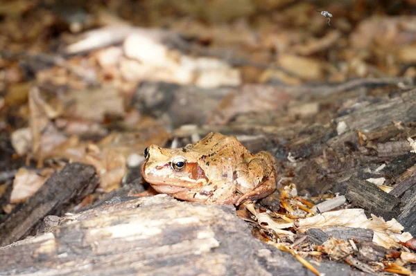 Brown forest frog — Stock Photo, Image