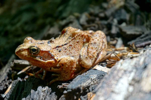 Brown forest frog — Stock Photo, Image