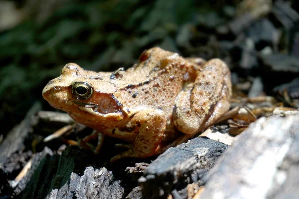 Brown forest frog — Stock Photo, Image