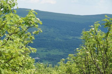 Bieszczady Dağlar Polonya