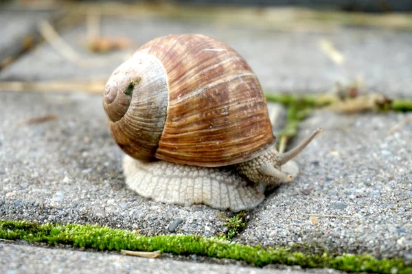 Snail with spiral shell — Stock Photo, Image