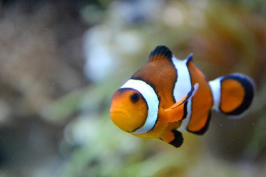 Palyaço balığı / tehlikede / amphiprioninae - turuncu ve beyaz deniz balık