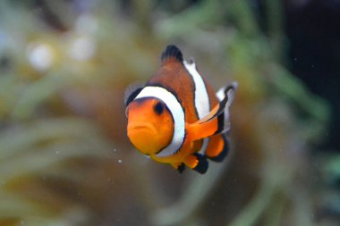 Palyaço balığı / tehlikede / amphiprioninae - turuncu ve beyaz deniz balık