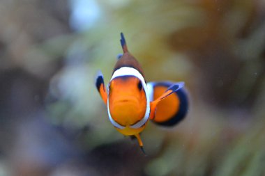 Palyaço balığı / tehlikede / amphiprioninae - turuncu ve beyaz deniz balık