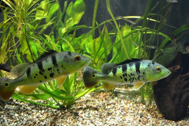 İki mouthbrooder balık, bitkiler