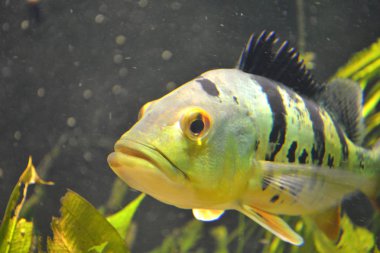 Piranha balığı - pygocentrus piraya
