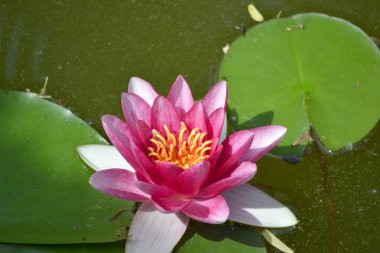 Pembe nilüfer Bahçe, yaprakları