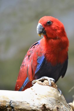 Kırmızı eclectus papağanı, seçici odak
