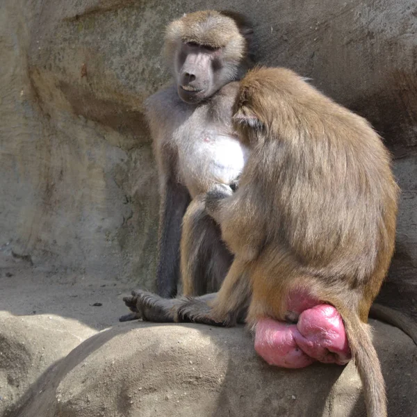 Два бабуина сидят на скалах — стоковое фото