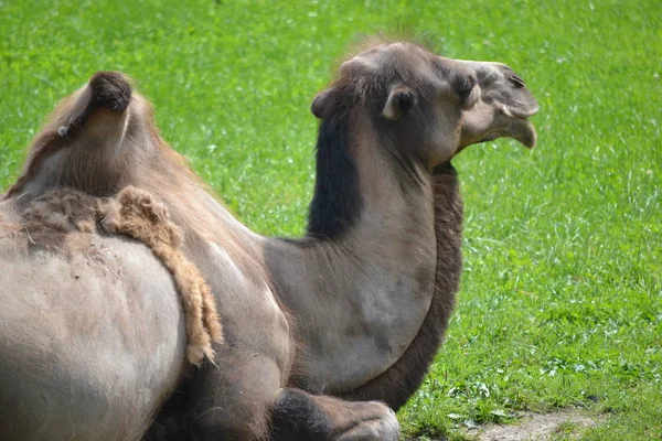 Camel laying on grass — Stock Photo, Image