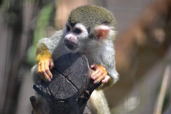 Mono capuchino sentado en un árbol — Foto de Stock