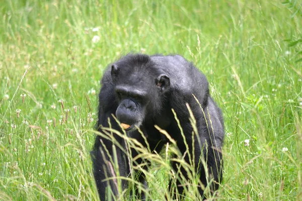 Шимпанзе ходит по траве — стоковое фото