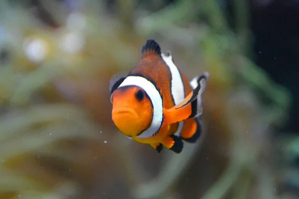 Clownfische Anemonenfische Amphiprioninen Orangefarbene Und Weiße Meeresfische — Stockfoto