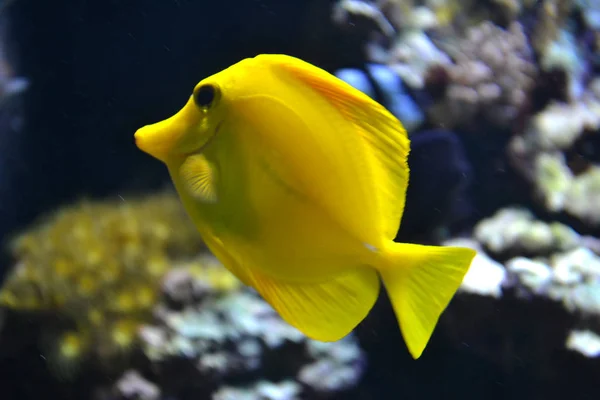 Peixes de água salgada de tang amarelo — Fotografia de Stock