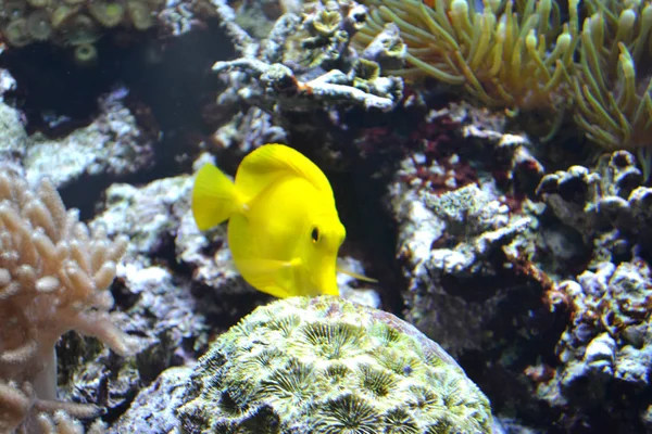 Yellow tang saltwater fish — Stock Photo, Image