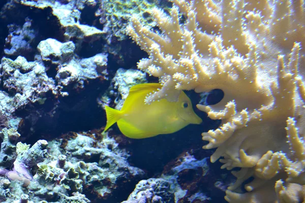 Gelber Tang Salzwasserfisch — Stockfoto