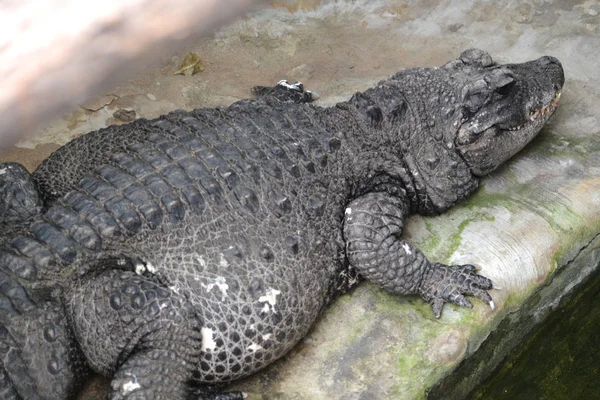 Crocodilo Predador Aligator Predador — Fotografia de Stock