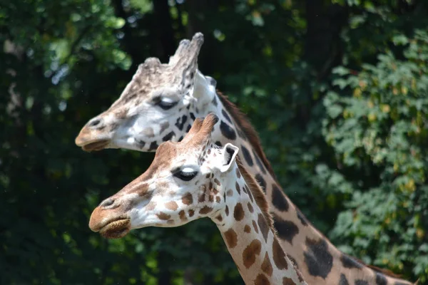 İki giraffs - başları, yakın çekim — Stok fotoğraf