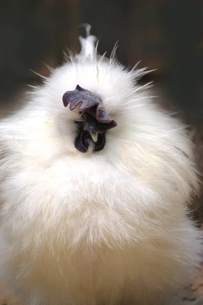 Poule blanche exotique, fond noir — Photo