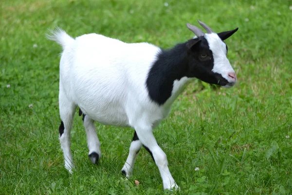 Joven cabra negra y blanca, hierba — Foto de Stock