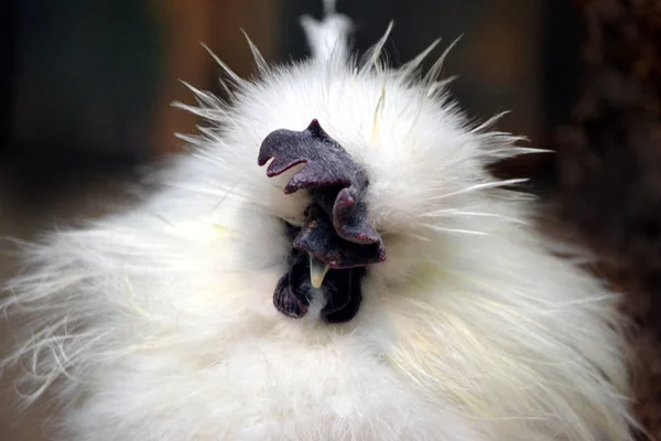 Poule blanche exotique, fond noir — Photo
