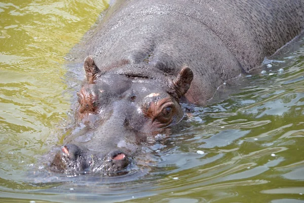 Hipopótamo nadando na água — Fotografia de Stock