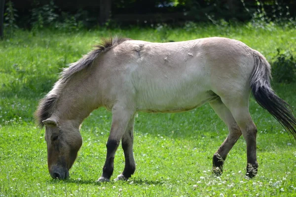 Caballo Blanco Comiendo Hierba — Foto de Stock