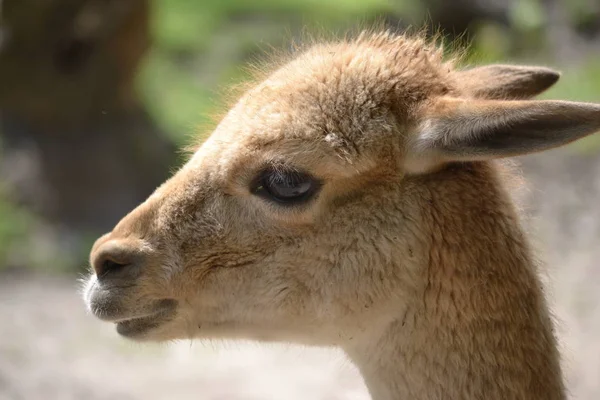 Lama - närbild fotografi — Stockfoto