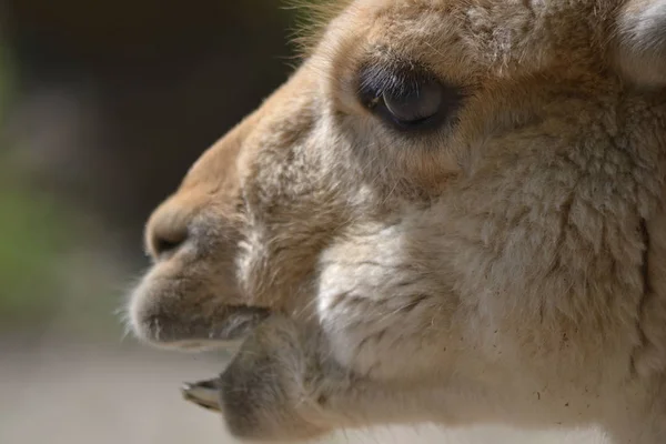 Lama - närbild fotografi — Stockfoto