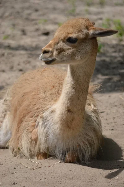 Lama che posa su un terreno — Foto Stock