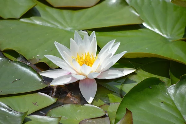 Witte waterlily, bladeren — Stockfoto