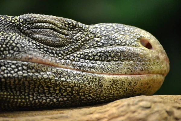 Lézard dormant - tête / gros plan — Photo