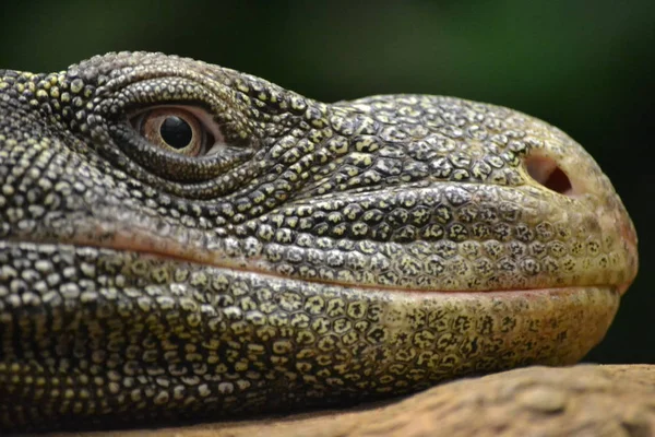 Lézard - tête / gros plan — Photo