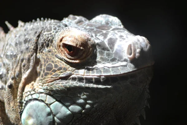 Lizard - head, close-up — Stock Photo, Image