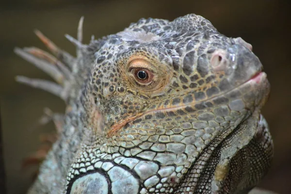 Lézard - tête, gros plan — Photo