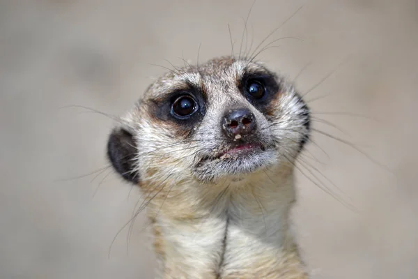 Meerkat-머리, 클로즈업 — 스톡 사진