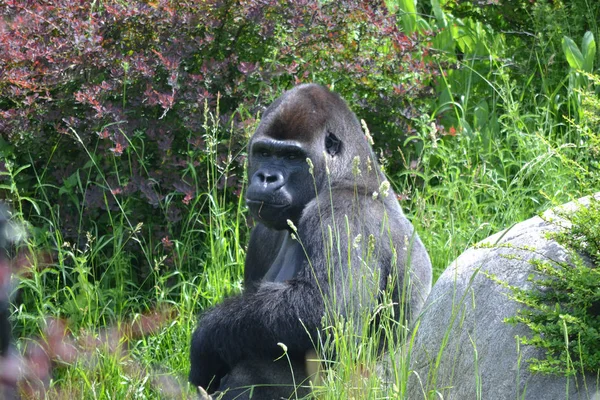 Svart orangutang sitter i gräset — Stockfoto