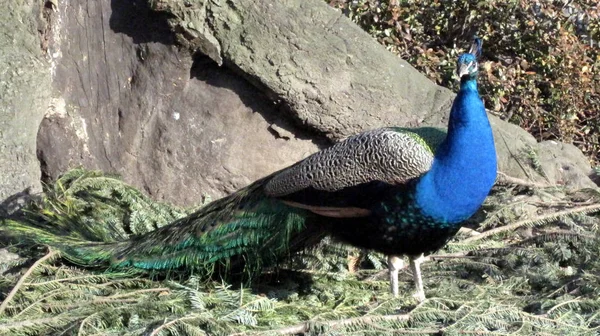Peacock Πουλί Μεγάλη Ουρά Οριζόντια Φωτογραφία — Φωτογραφία Αρχείου