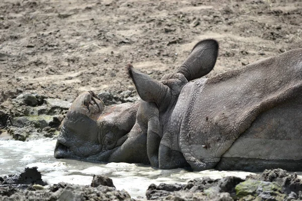 Rinoceronte deitado na lama — Fotografia de Stock
