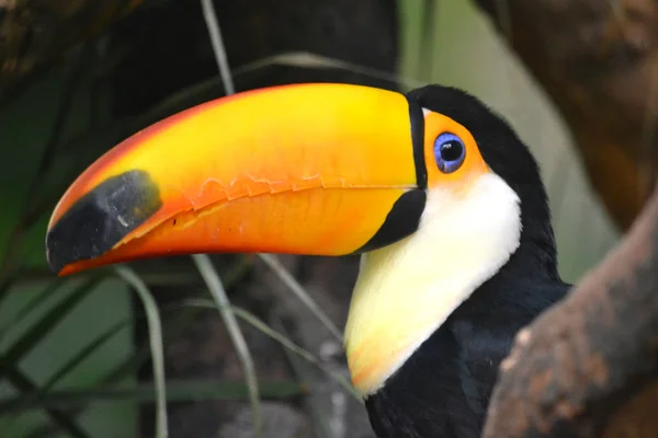 Great Toucan - bird with big orange beak — Stock Photo, Image