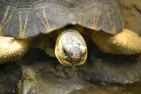 Schildkröte / Schildkröte - selektiver Fokus — Stockfoto