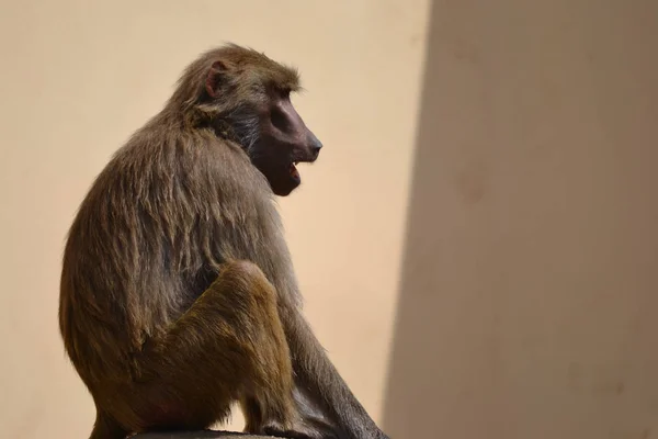 Baboon monkey, selective focus — Stock Photo, Image