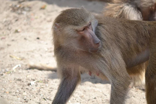 Baboon monkey, selective focus — Stock Photo, Image