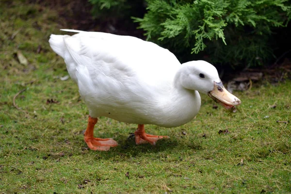 White goose on a grass — Stock Photo, Image