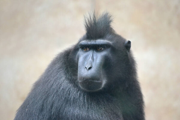 Black macaque, defocused background