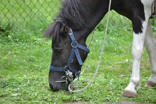 Cavalo / pônei comendo grama — Fotografia de Stock