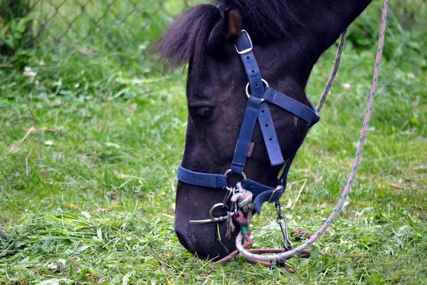 Cheval / poney mangeant de l'herbe — Photo