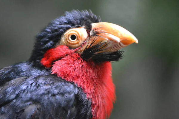 Exotic bird - close-up photograph