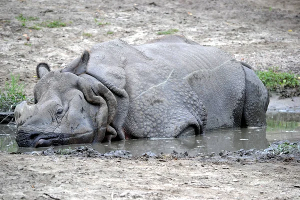 Rinoceronte deitado na lagoa — Fotografia de Stock