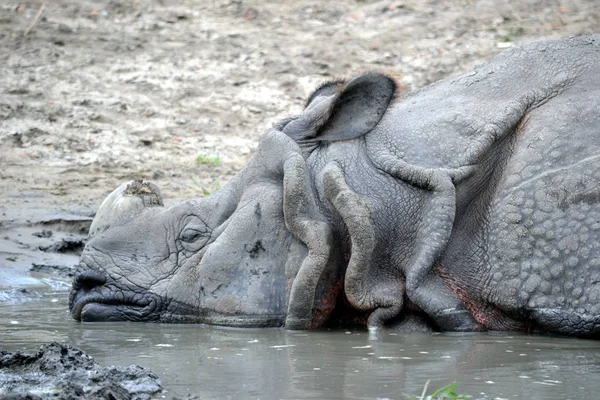 Rinoceronte deitado na lagoa — Fotografia de Stock